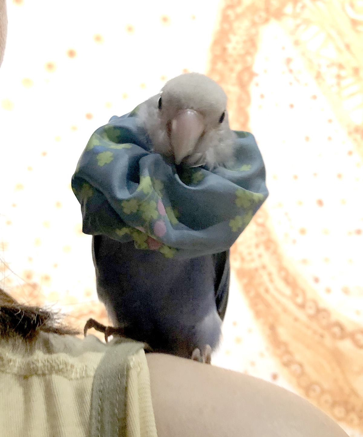 読書会ラピちゃん